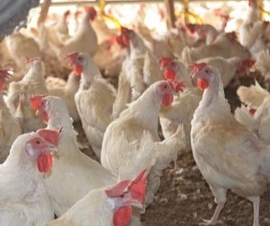 Rozporządzenie uchylające w sprawie zwalczania wysoce zjadliwej grypy ptaków